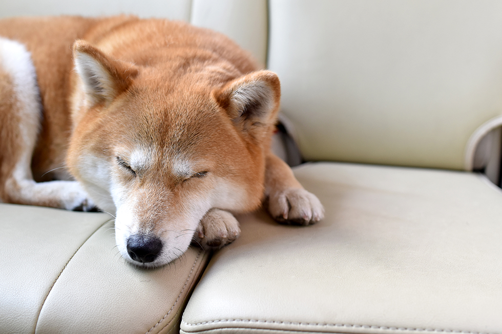 ソファのペット対策。ひっ掻きや汚れに負けないソファの生地選びとは