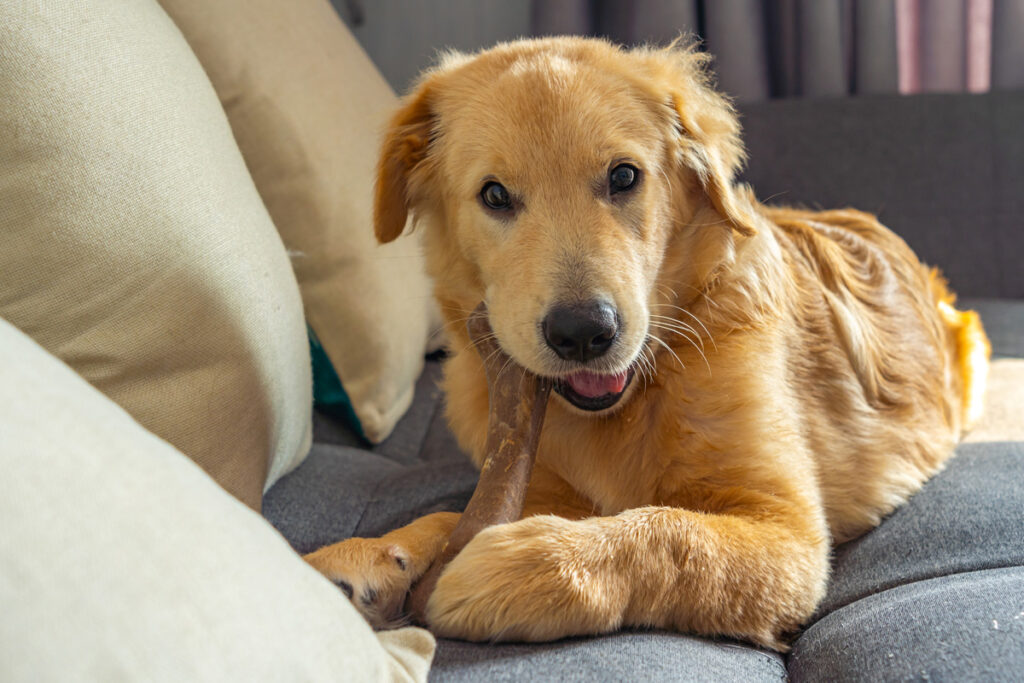 犬がソファをなめる理由とその対策方法を解説 ブログ 札幌 青山のオーダーソファ Blocco ブロッコ
