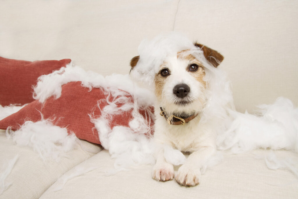 犬がソファを掘るのはなぜ 穴掘り対策やソファの選び方をチェック ブログ 札幌 青山のオーダーソファ Blocco ブロッコ