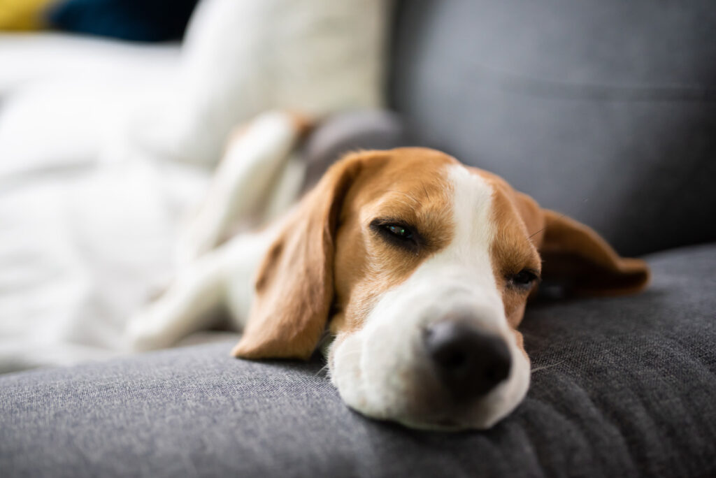 ソファにたまる犬の毛の掃除方法や人と犬に優しいソファの選び方を解説 ブログ 札幌 青山のオーダーソファ Blocco ブロッコ