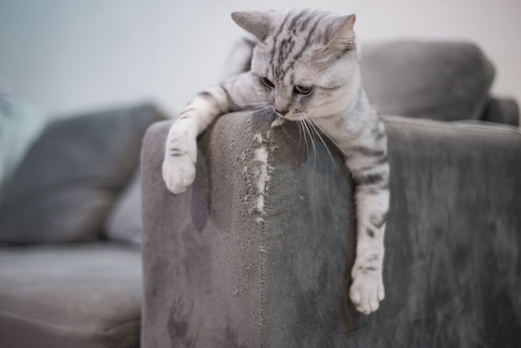 猫がソファを噛む理由は？対処法やソファの選び方をご紹介｜ブログ