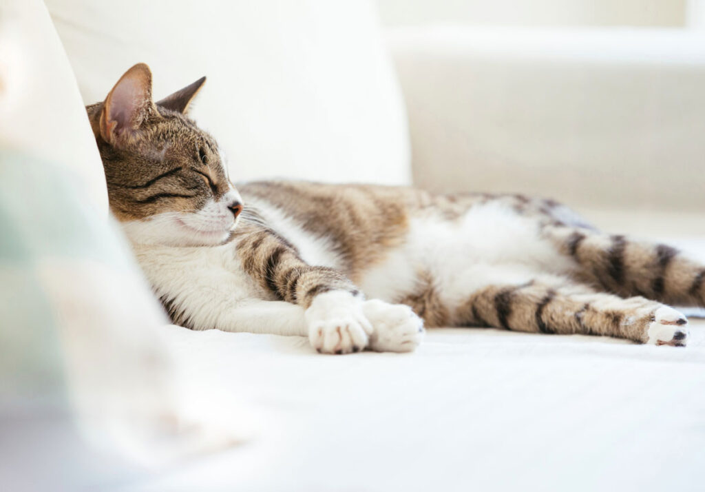 ソファにつく猫の毛対策 掃除のコツや毛のつきにくいソファ生地もチェックしましょう ブログ 札幌 青山のオーダーソファ Blocco ブロッコ